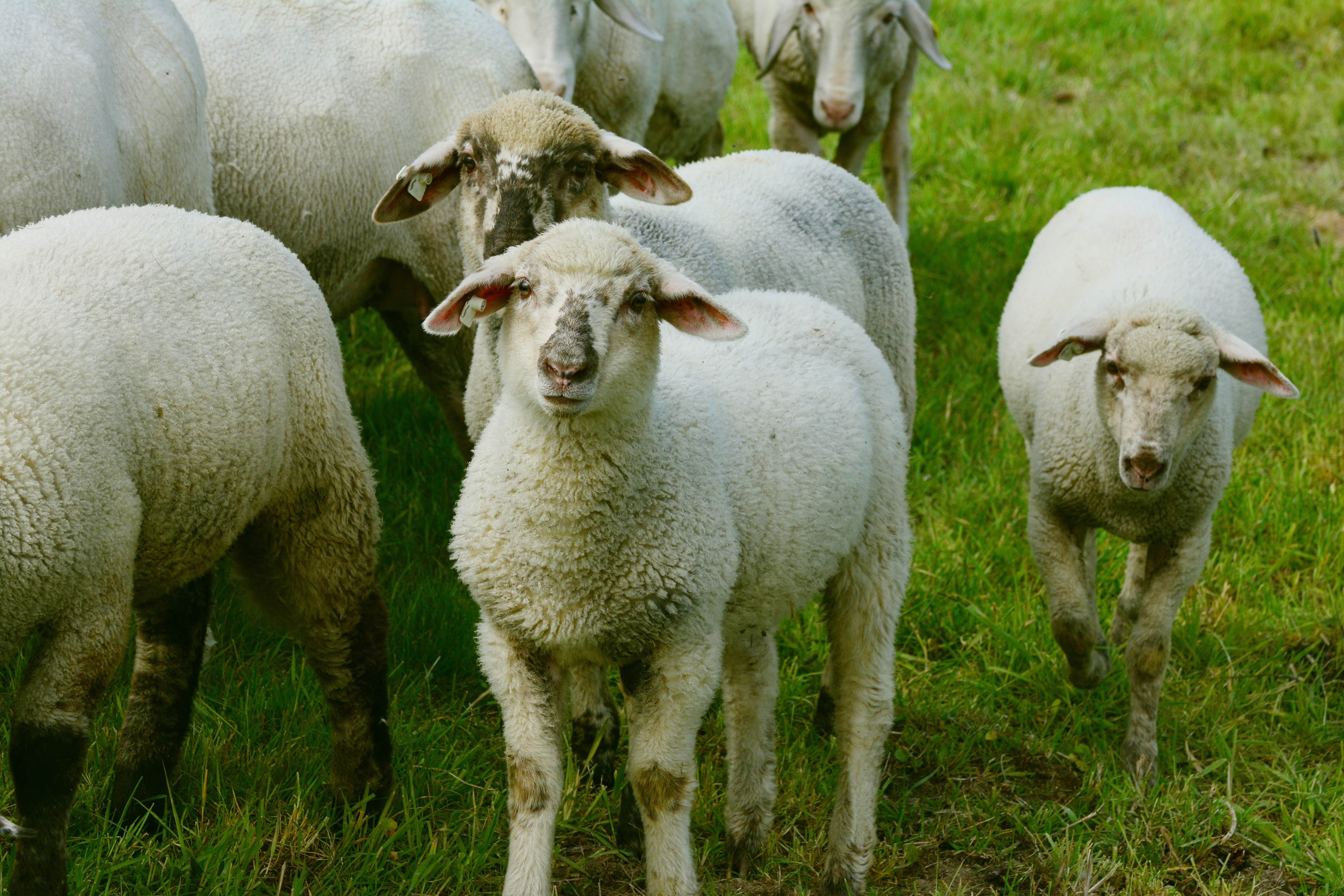 Les troupeaux de moutons révèlent une intelligence collective